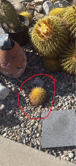 lito cactus