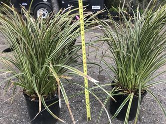 6 types of ornamental grasses