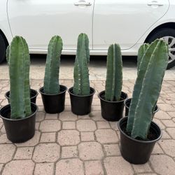 Cactus 5$ Each