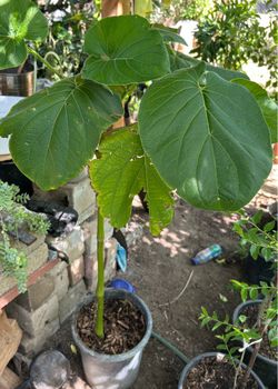 Planta de hoja santa