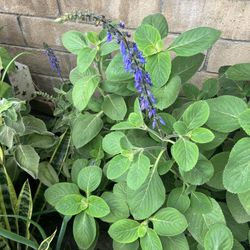 Plants Sage In Large Pots 