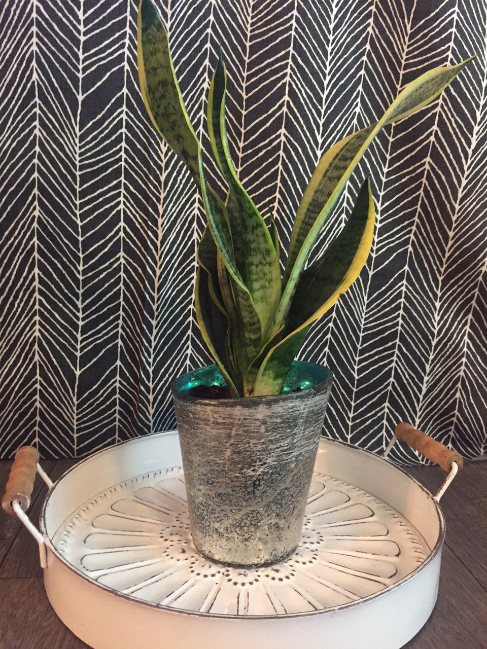 Live Indoor Snake Plant in Turquoise Planter Pot