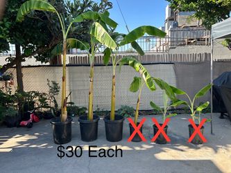 Banana Tree / Arboles De Platano **$30 Each**