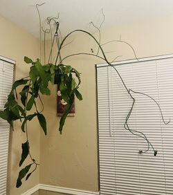 Orchid Cactus- Queen Of The Night And Hookerii
