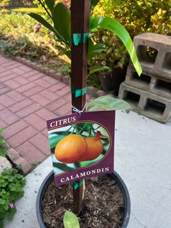 Citrus Calamondin Tree in Pot