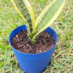Snake Plant Sansevierias