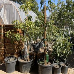 sapodilla trees