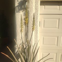 Mature Single Aloe Vera!