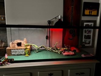 Reptile aquarium
