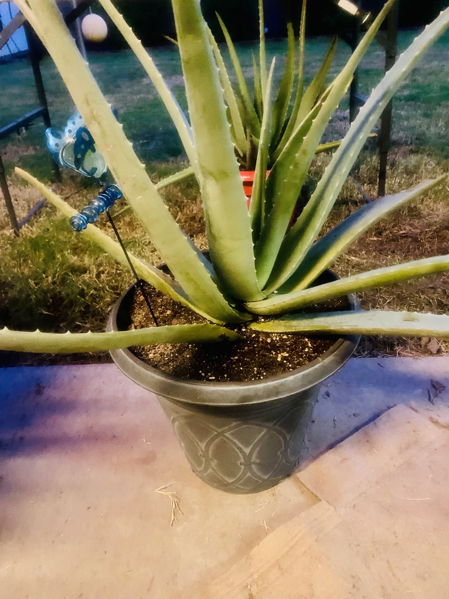 Aloe Vera Plants 