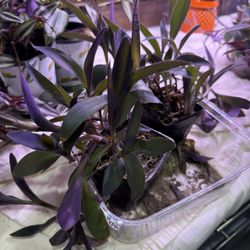 Purple Heart Tradescantia Plant Indoor Climbing 