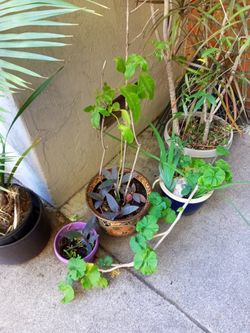 Passion Fruit With Purple Plant