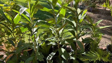 Loquat trees