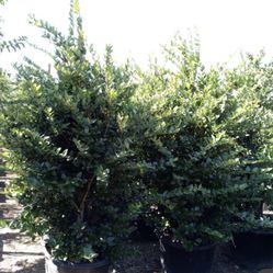 25 Gallon Waxleaf Privits