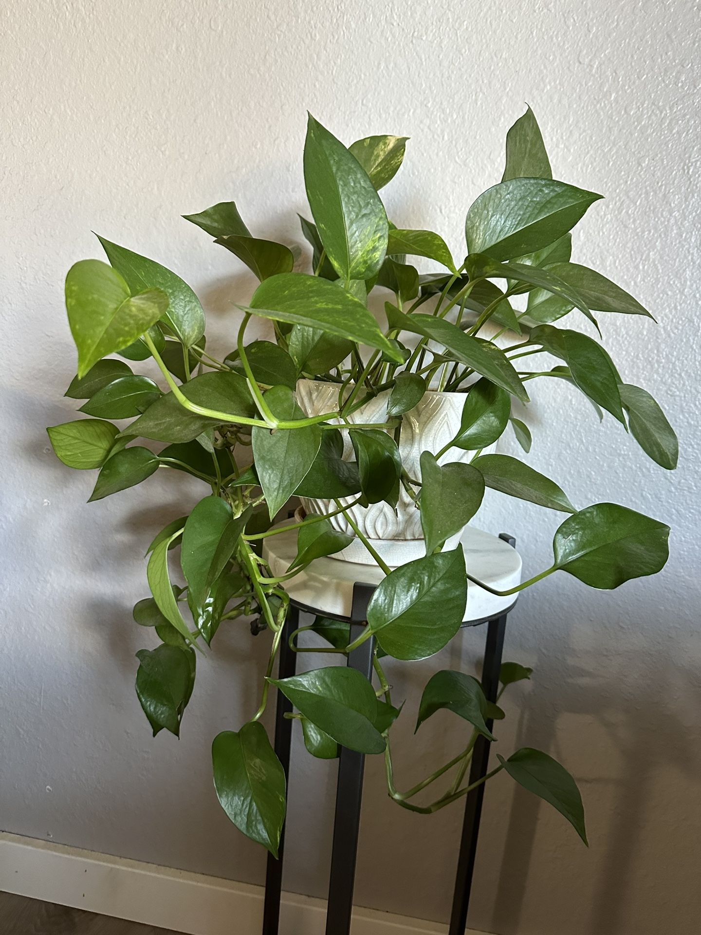 5 Assorted Plants With Ceramic Pots
