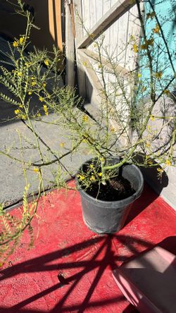 Palo verde tree