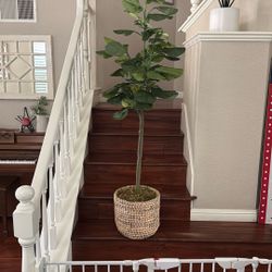 Plant 