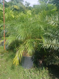 Robellini palm trees 🌴 15gl $85