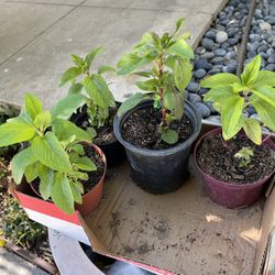 Vietnamese Herbs Plant