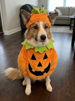 Halloween Pumpkin Dog Costume size  Medium