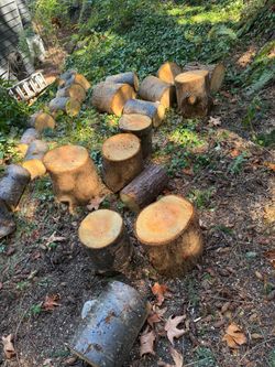 Free Wood - Fir & Cedar- FREE
