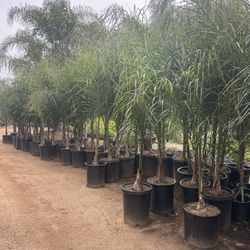 15 Gallon Size- Queen Palm Trees- Approximately 6-8 Feet Tall 
