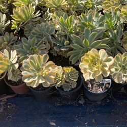 Rainbow Onion. One Gallon Special  $5 Dollars