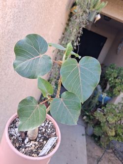 Ficus Petiolari "ROCK FIG " Plant $25