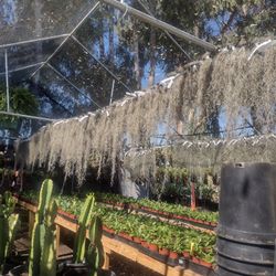 Spanish Moss For Sale See Description
