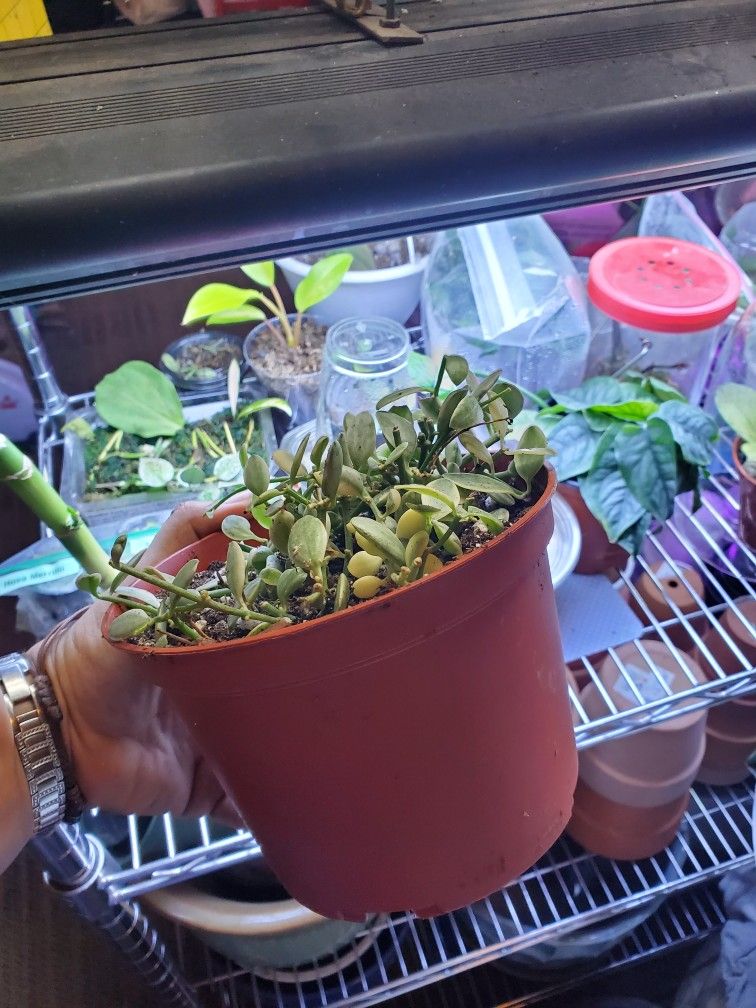 Rare Varigated Dischidia Oiantha Plant 8in Pot