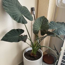 Healthy + Large Giant Taro Plant in Quality Pot