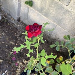 5 Gal Roses