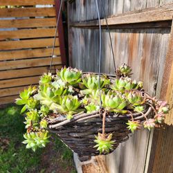 Hens & Chicks Succulents In Wood Hanging Planter 