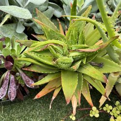 Big Short Leaves Aloe Plant 🪴 In Pot 