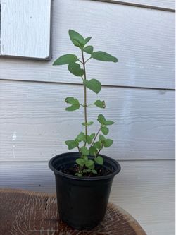 Chocolate Mint