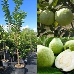 thai guava Airlayered Trees 🌳 arboles  de  guayaba thai 
