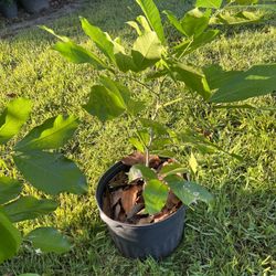 JAMAICAN ACKEE FRUIT TREE