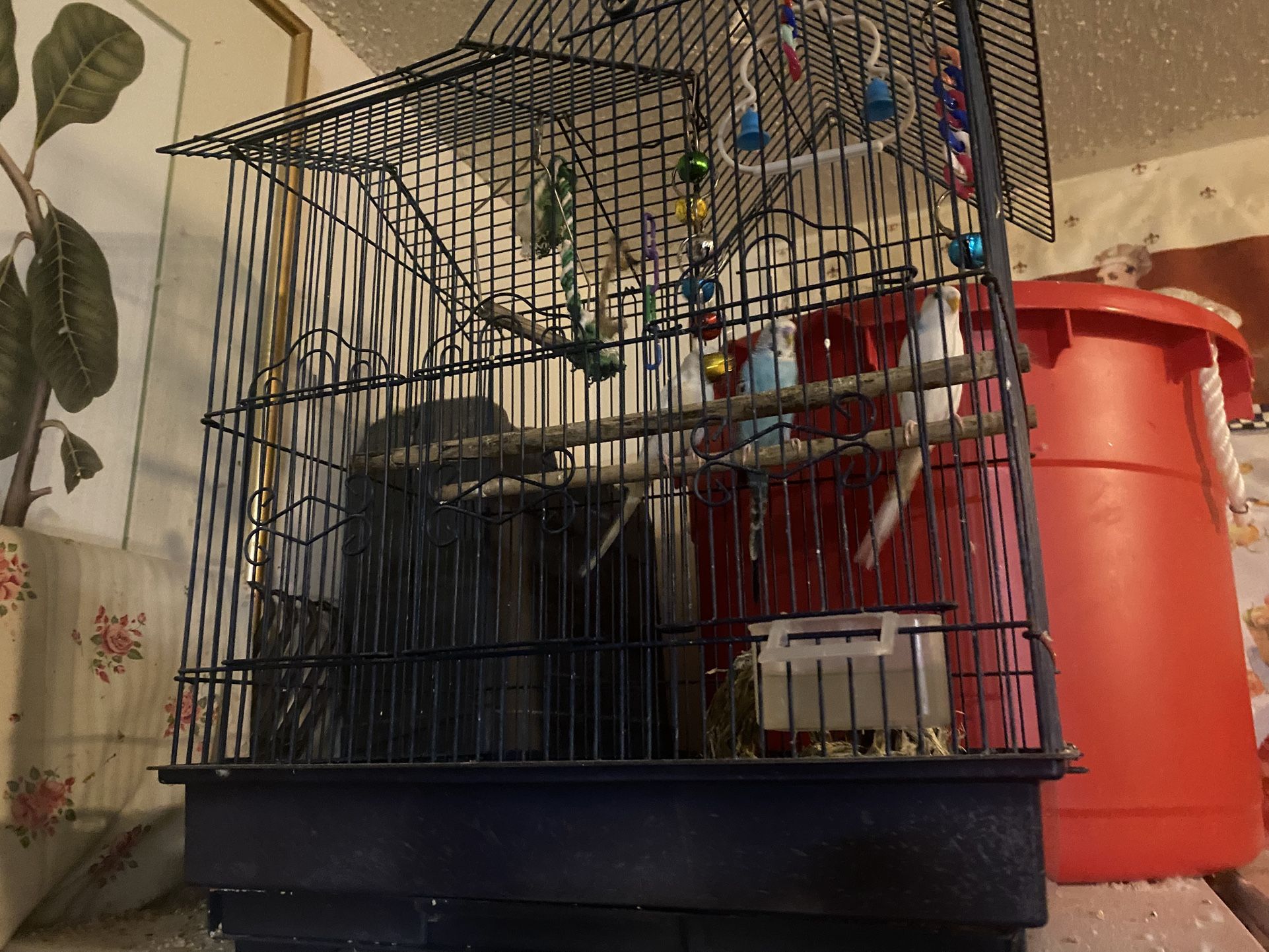Bird Cage For Sale 👍🦜🕊️