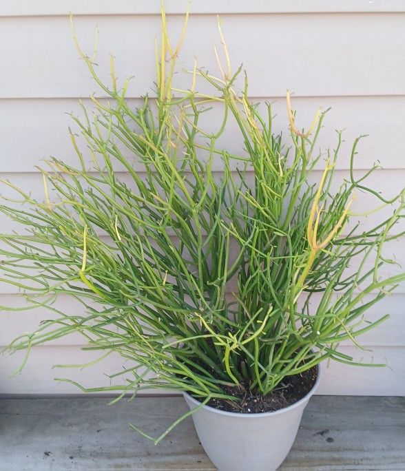 Fire Sticks Succulent Plant 🪴 (A) 