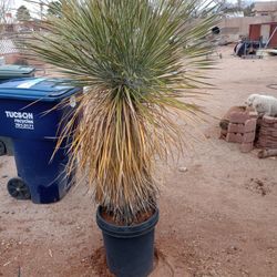 Yucca Plant