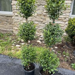set of two real matching topairy trees 