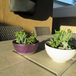 Set Of Purple & White Pattern Garden Pots With Succulents 