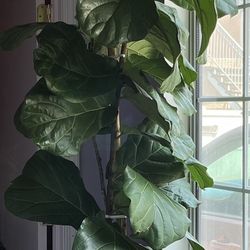 Fiddle Fig Leaf Tree 