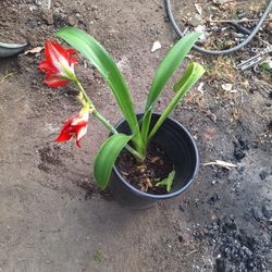 Planta
