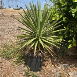 Plants