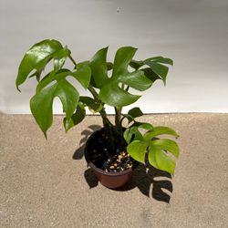 Mini Monstera for sale