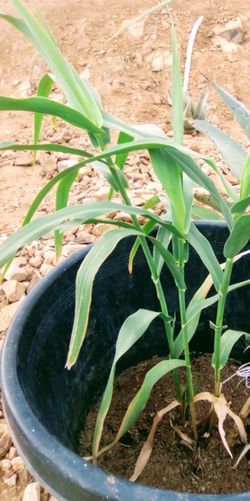 Green shoot Bamboo
