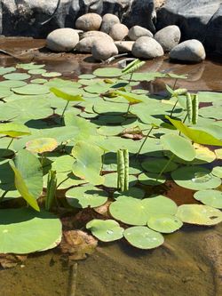 Lily Pads or Pond Lilies