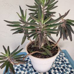 Mother Of Thousand Plant In Pot