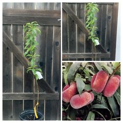 Galaxy Donut UFO Bagel Peach Grafted Fruit Live Tree 5 Gallon Pot Plant